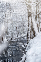 Naklejka premium Snow covered trees in the winter forest with snowfall
