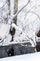 Snow covered trees in the winter forest with snowfall