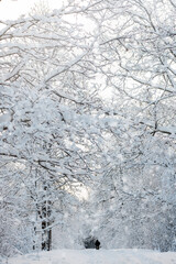 Snow covered trees in the winter forest with snowfall