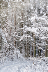 Snow covered trees in the winter forest with snowfall