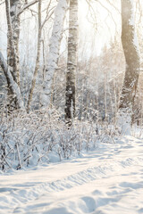 Snow covered trees in the winter forest with snowfall