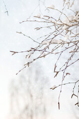 Snow covered trees in the winter forest with snowfall