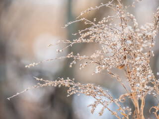 Close-up of a dried seeding goldenrod flower on a cold December day with blurred snow and trees in the background.