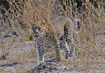 Young female leopard walks by vehicle,  Moremi, Botswana, Africa.