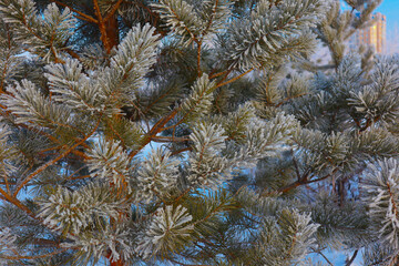Pine in winter with frost on the branches.