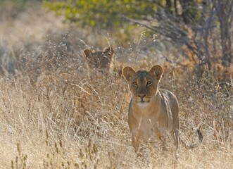 Young lionesses by road, Hwange, Zimbabwe, Africa