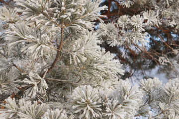 Pine in winter with frost on the branches.