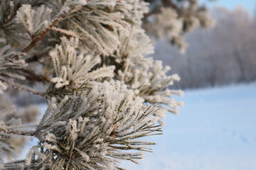 Pine in winter with frost on the branches.