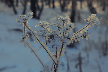 Winter forest at sunset. Branches in frost.