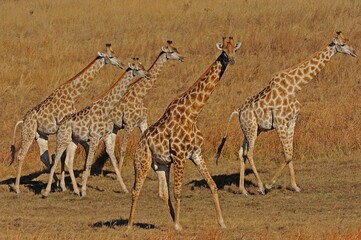 Fototapeta na wymiar Herd of giraffe on dried pan, Hwange, Zimbabwe, Africa,