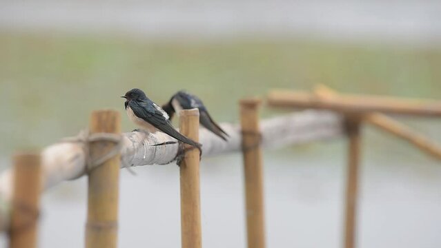 Beautiful cute bird preen the body for cleaning, It's very good nature art.