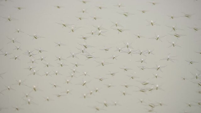 Water striders in the pond is very beautiful art in nature.