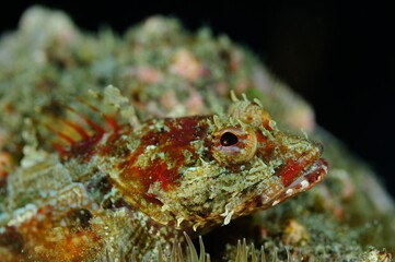Juvenile scorpian fish, Anacapa Island, Califronia, USA