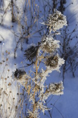 snow covered branches