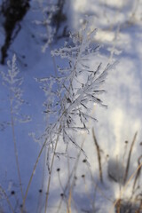 snow covered branches
