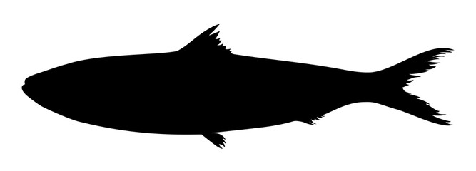 silhouette of a herring fish vector