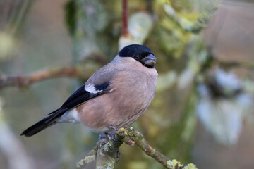 Eurasian bullfinch (Pyrrhula pyrrhula)