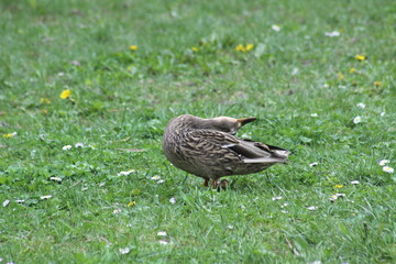 Mallard duck closeup view with selective focus on foreground
