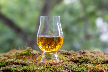 Wonderful Single malt Scotch whisky in glen cairn glass with peaty, maritime notes on forest moss in selective focus