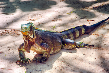 lizard, reptiles, wild, animal, wildlife