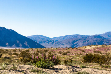 Southwest desert landscape with purple lupin desert wildflowers in foreground, blue sky and mountains in springtime, camping, hiking and adventure in spring, southern California American desert