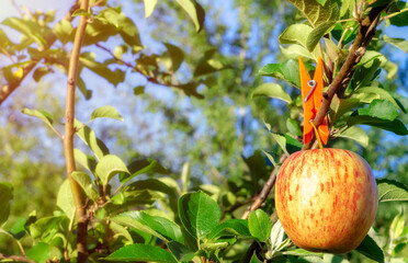 apple tree branch fruit clothespin sun