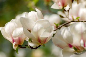 Beautiful magnolia tree blossoms in springtime. Jentle magnolia flower against sunset light.