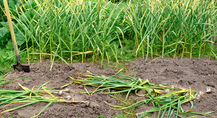 garlic garden garden to collect