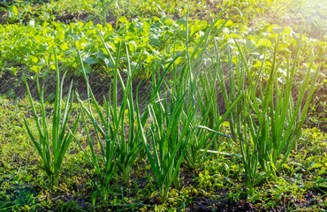 green onion pods vegetable garden