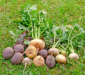 turnips beets grass