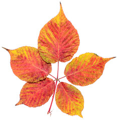 blackberry single leaf purple isolated