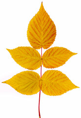 raspberry single leaf isolated