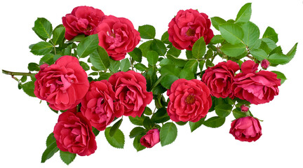 rosehip has many flower buds
