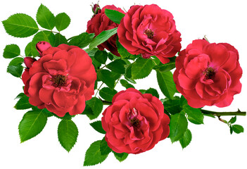 Naklejka premium rosehip four flower buds