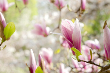 Obraz premium Beautiful magnolia tree blossoms in springtime. Jentle magnolia flower against sunset light.
