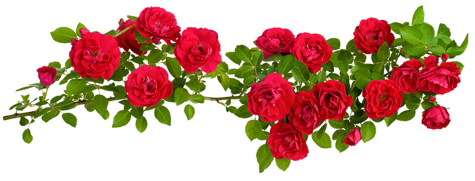 rosehip is a long branch of flowers