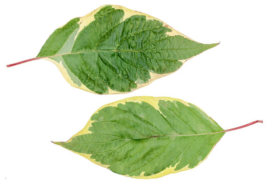 Viburnum Two Leaves Isolated