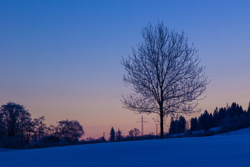 einsamer kahler Baum im Winterlicht bei Sonnernaufgang