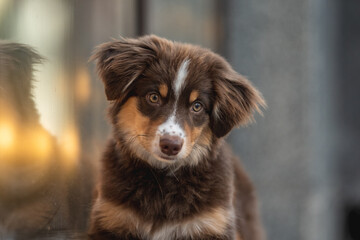 A cute miniature Australian Shepherd dog with yellow eyes and a white and chocolate muzzle near a glass wall reflecting the city lights. Urban landscape