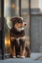 A cute miniature Australian Shepherd dog with yellow eyes and a white and chocolate muzzle sitting on a stone tile near a glass wall reflecting the city lights. Urban landscape