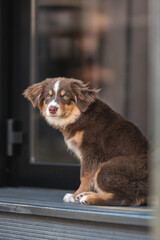 Portrait of a cute miniature Australian Shepherd dog with yellow eyes and a white and chocolate muzzle in the cityscape