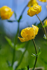 Yellow buds of a Trollius flower or Globe-flower on a blurred natural background. Shallow depth of field
