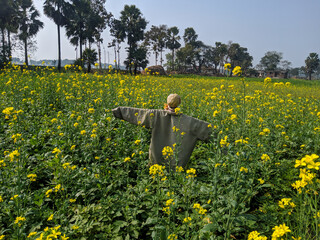 Scarecrow in a field of yellow mustard flower crop field