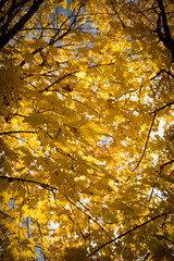 Red green colorful Japanese maple leaves twig with sunlight in autumn. Yellow red leaves on the trees against the blue sky.