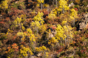 Fototapeta premium Autumn forest in the mountains