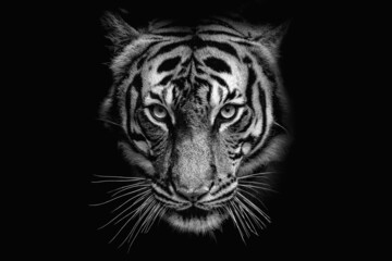 black and white image of tiger face 