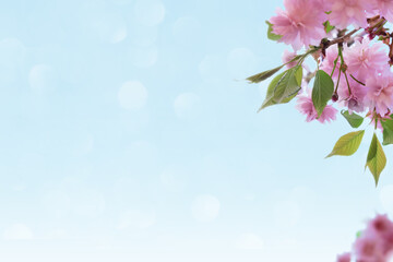 Obraz na płótnie Canvas Spring cherry blossoms against a blue sky with bokeh. Spring background with copy space