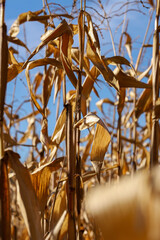 Pole kukurydzy  Corn field