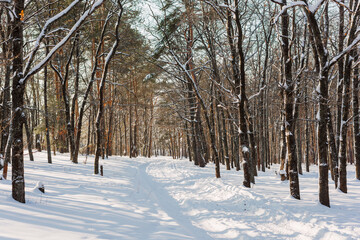 Fototapeta premium Path through a snowy winter forest. Beautiful view