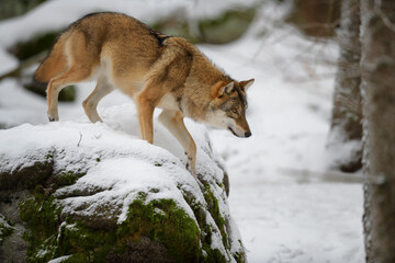 Fototapeta premium Gray wolf in winter snow forest in the Sumava National Park Czech Republic